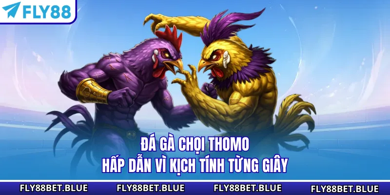Đá gà chọi Thomo hấp dẫn vì kịch tính từng giây