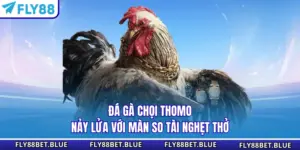 Đá Gà Chọi Thomo - Nảy Lửa Với Màn So Tài Nghẹt Thở