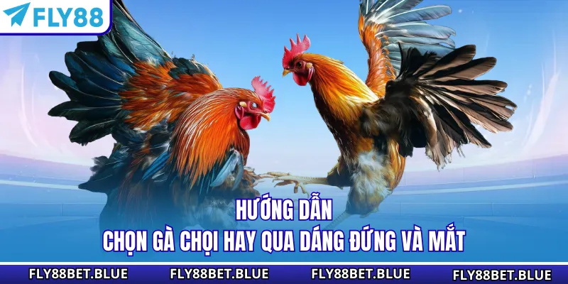 Hướng dẫn chọn gà chọi hay qua dáng đứng và mắt